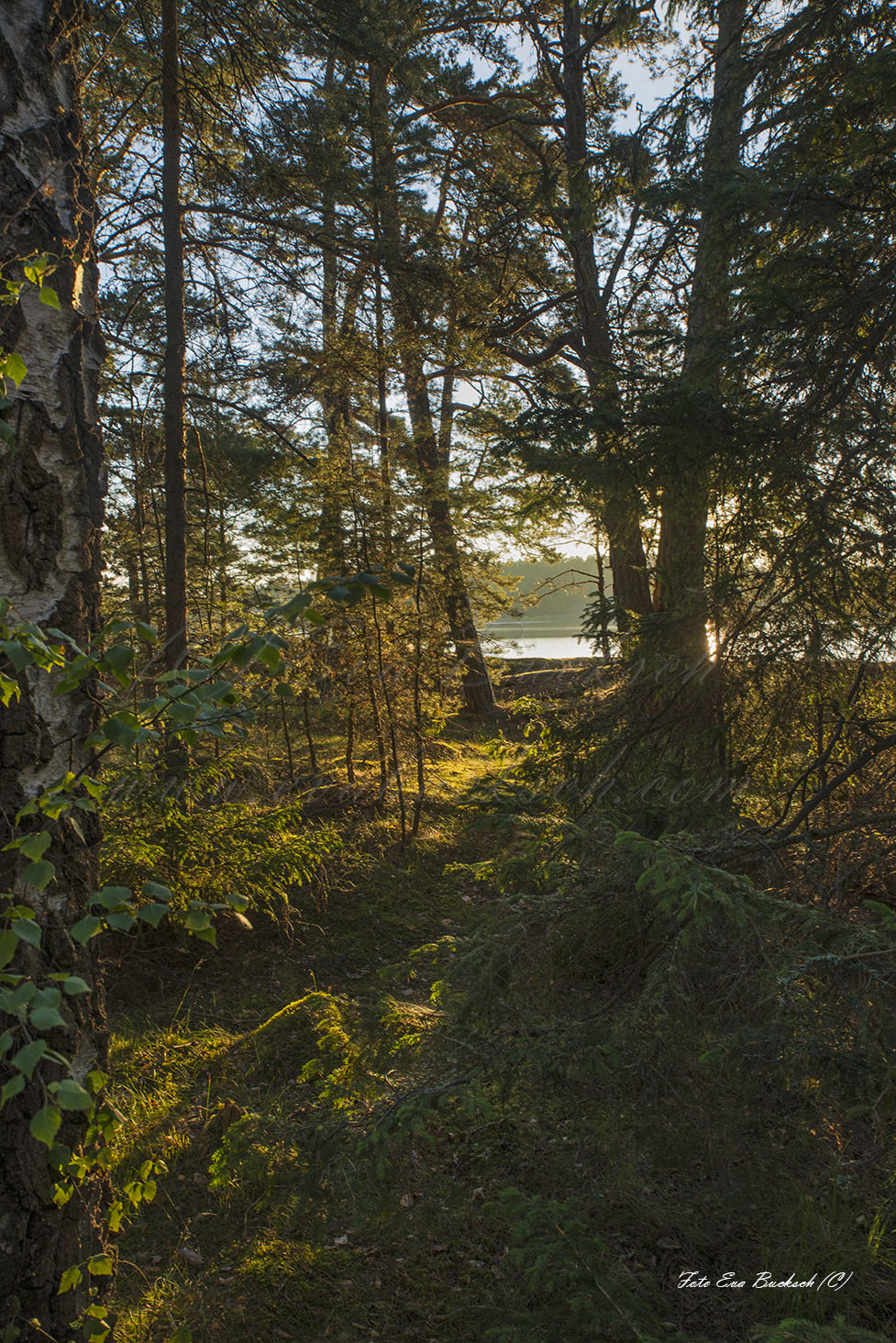 Foto av Eva Bucksch